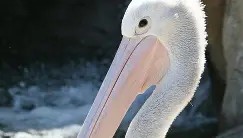 乐动体育APP下载-关于离谱！转会期阿斯顿维拉调整名单以备社区盾新奥尔良鹈鹕围绕CBA季后赛伤情更新，浙江稠州围绕CBA季后赛单刀错失的信息